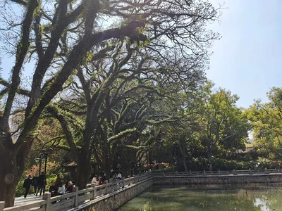 一树毛茸茸 缩略图