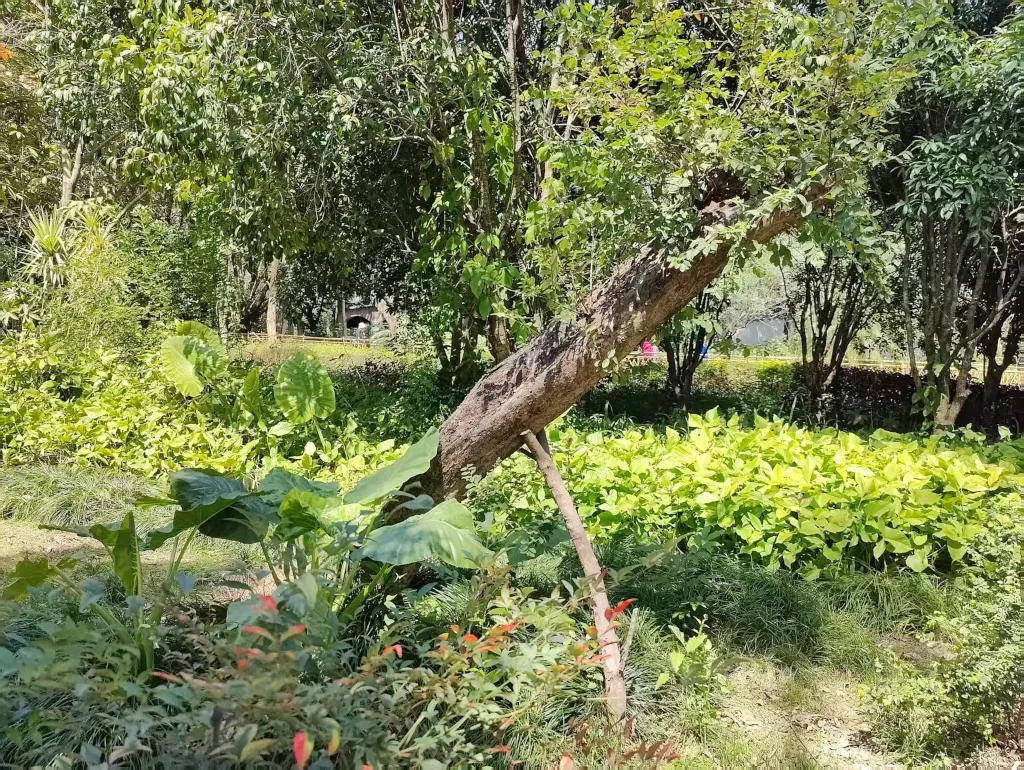 撑柱！撑住一头绿油油