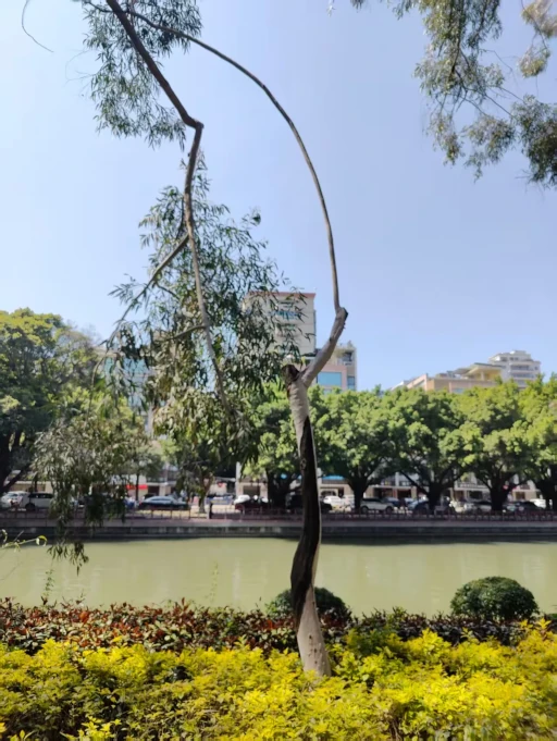 扬鞭