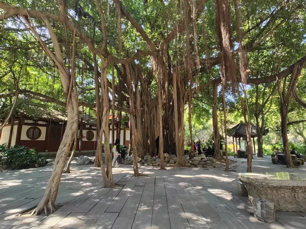 根须成树