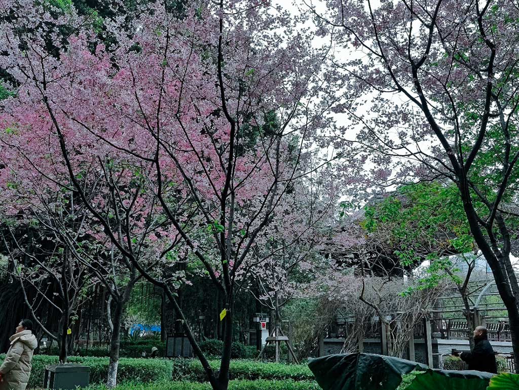 换一个角度的满树芳华