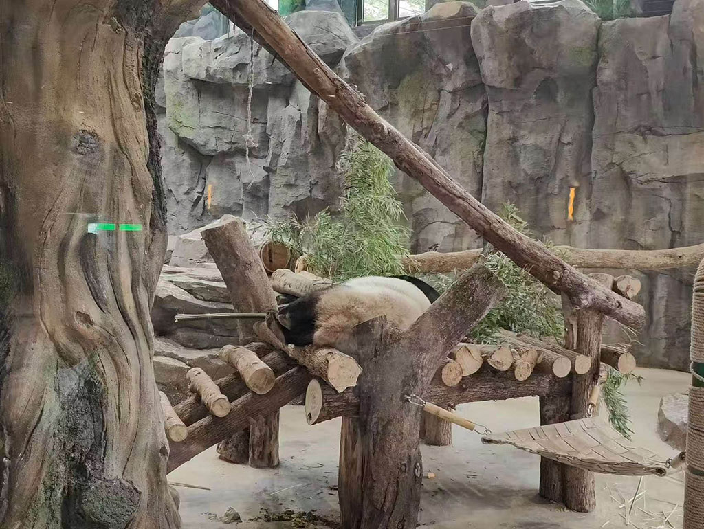 右边的熊猫2
