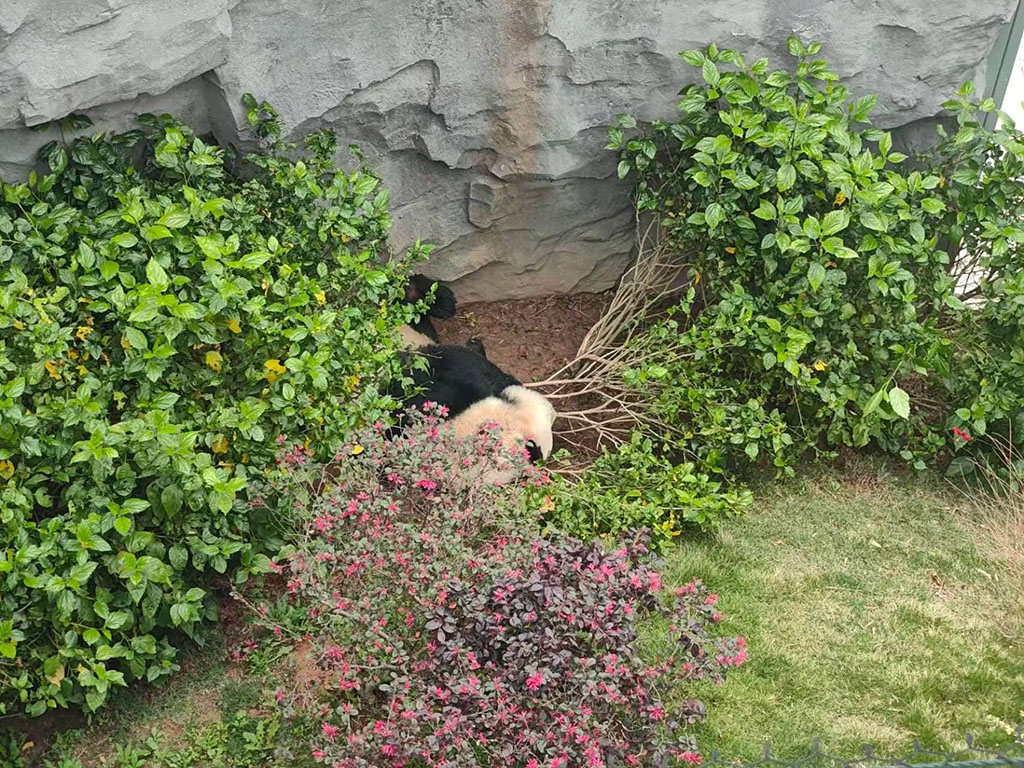 熊猫3，躺在草堆里不起来营业，没见动过