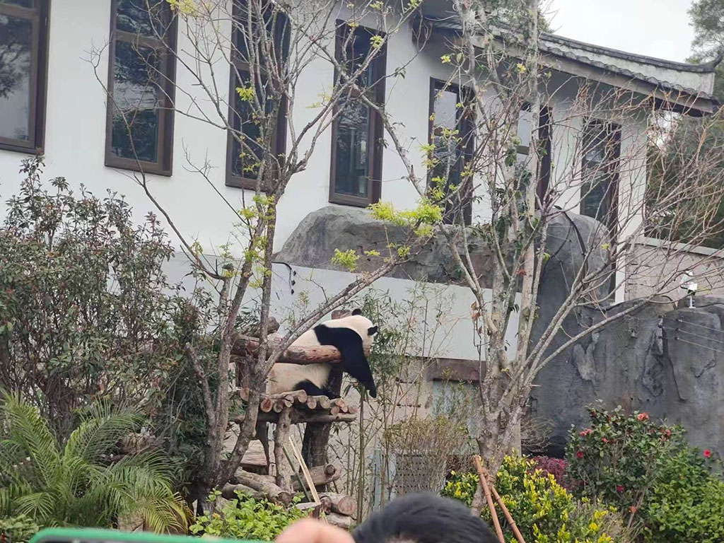 熊猫4，等了半天一直这个姿势没动过。